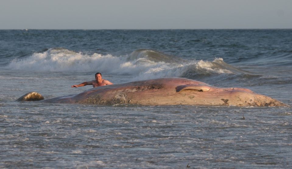 Dead Whale
